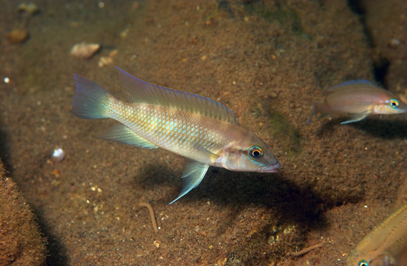Neolamprologus mondabu 'Mucansi'